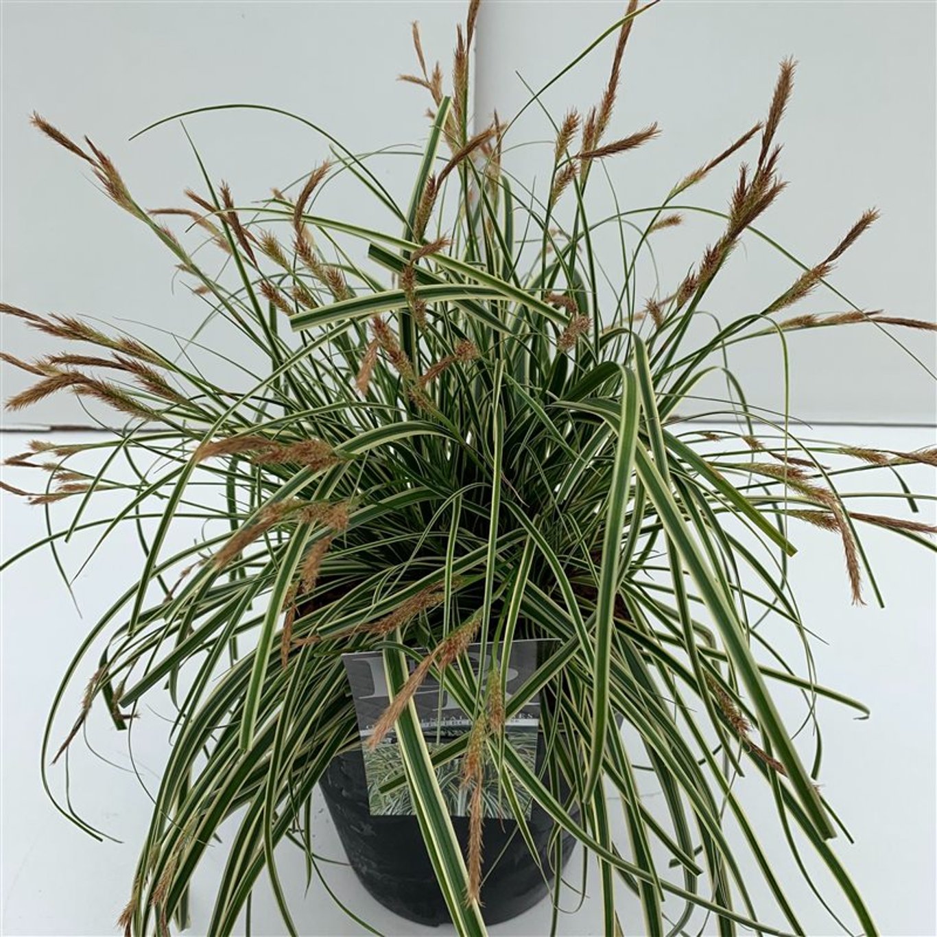 Carex oshim. 'Evercream' - C5
